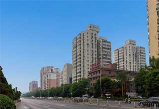 湖北野生城镇绿化苗哪些种类